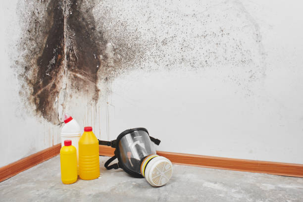 Office Mold Removal Services in Richland, MO